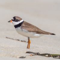 Semipalmated Plover